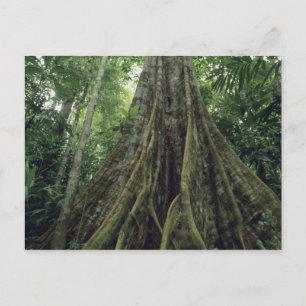 Cartão Postal Árvore com contrafortes na floresta tropical, Corc