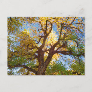 Cartão Postal Árvore Cottonwood   Parque Nacional Capitol Reef, 