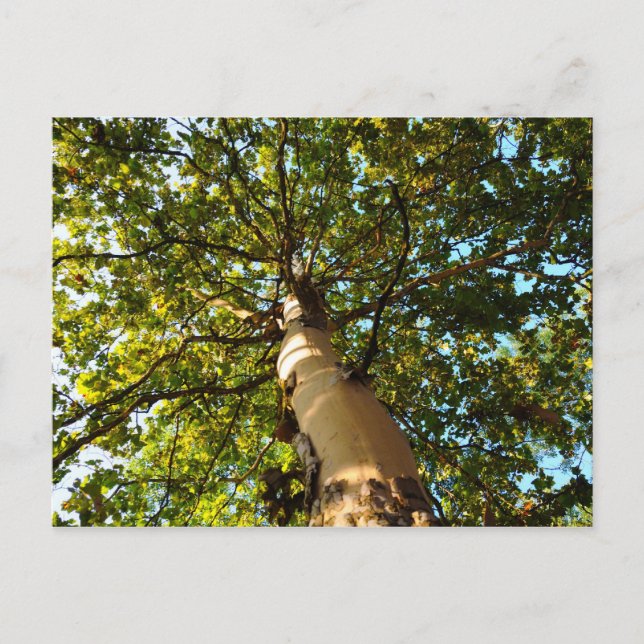 Cartão Postal Árvore da Vida (Frente)