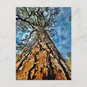 Cartão Postal Árvore da Vida
