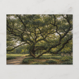 Cartão Postal Árvore da Vida do Sul Arte de Carvalho Vivo Ca