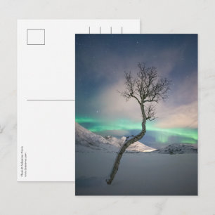 Cartão Postal Árvore das luzes do norte