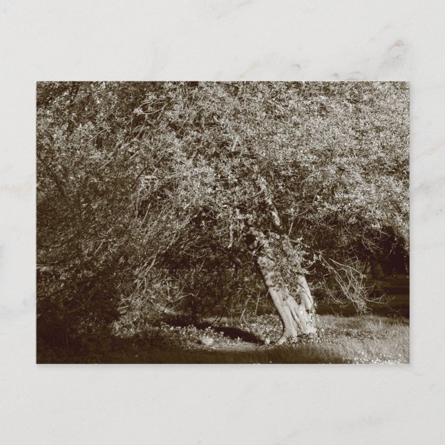 Cartão Postal Árvore de Azevinho - Sepia (Frente)