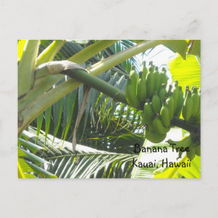 Cartão Postal Árvore de Banana