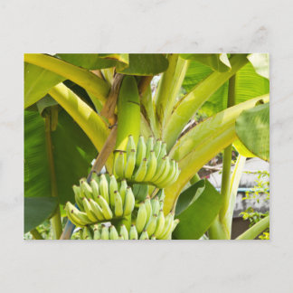 Cartão Postal Árvore de Banana Verde