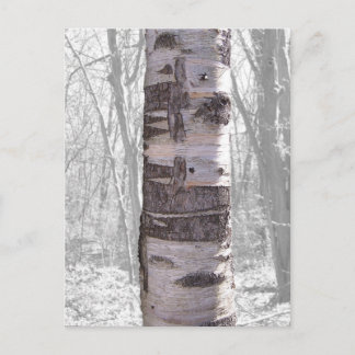 Cartão Postal Árvore de Birch
