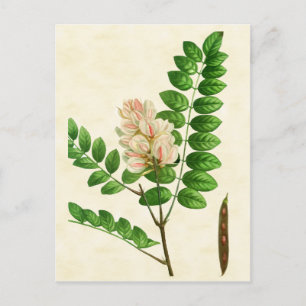 Cartão Postal Árvore de Bloqueio de Flor de Rosa de Botânica V