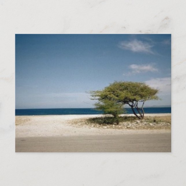 Cartão Postal Árvore de Bonaire (Frente)