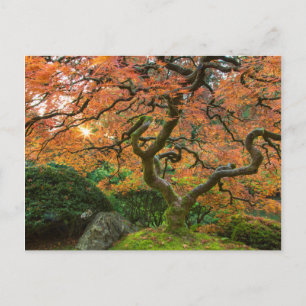 Cartão Postal Árvore de bordo nos jardins japoneses no outono