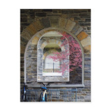 Árvore De Cereja Através Dos Arcos