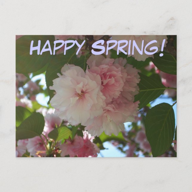 Cartão Postal Árvore de cereja I Primavera Floral com duas flore (Frente)