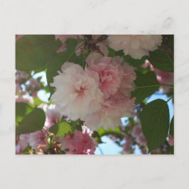 Cartão Postal Árvore de cereja I Primavera Floral com duas flore