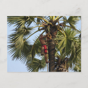 Cartão Postal Árvore de coco
