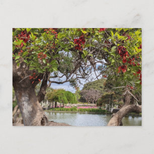 Cartão Postal Árvore de Coral no Parque