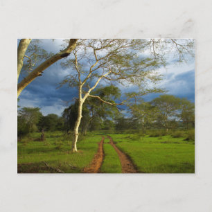 Cartão Postal Árvore De Febre (Acacia Xanthophloea) Por Via De S