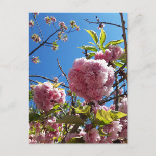 Cartão Postal Árvore de Flor Rosa-Cereja Selvagem
