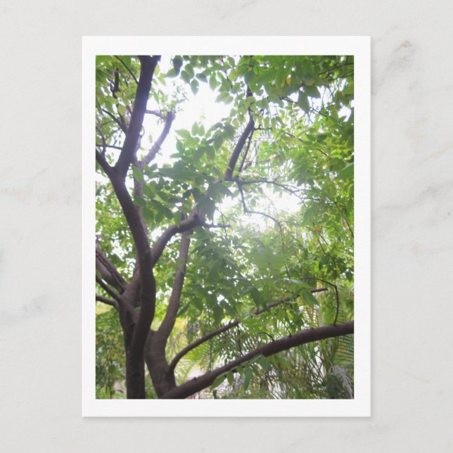 Cartão Postal Árvore de frutos de casca rija (Frente)