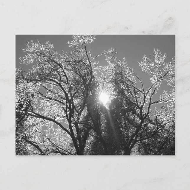 Cartão Postal Árvore de gelo (Frente)