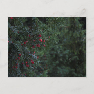 Cartão Postal Árvore de inverno