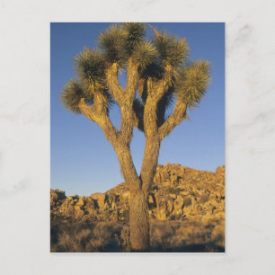 Cartão Postal Árvore de Josué, Yucca brevifolia), e granito