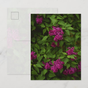 Cartão Postal Árvore de lilás roxo escuro, Saudação