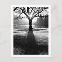 Cartão Postal Árvore de Luz: Derwentwater, Cumbria Cartão-postal