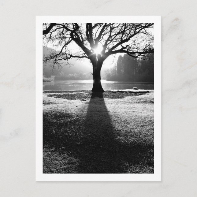Cartão Postal Árvore de Luz: Derwentwater, Cumbria Cartão-postal (Frente)