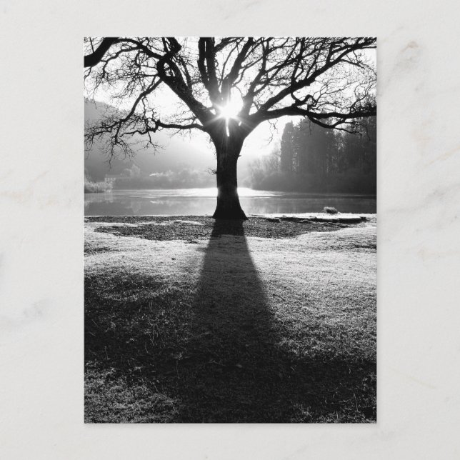 Cartão Postal Árvore de Luz: Derwentwater, Lake District (Frente)