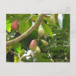 Cartão Postal Árvore de Maçã Java