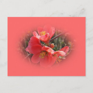 Cartão Postal Árvore de marinheiros de flores