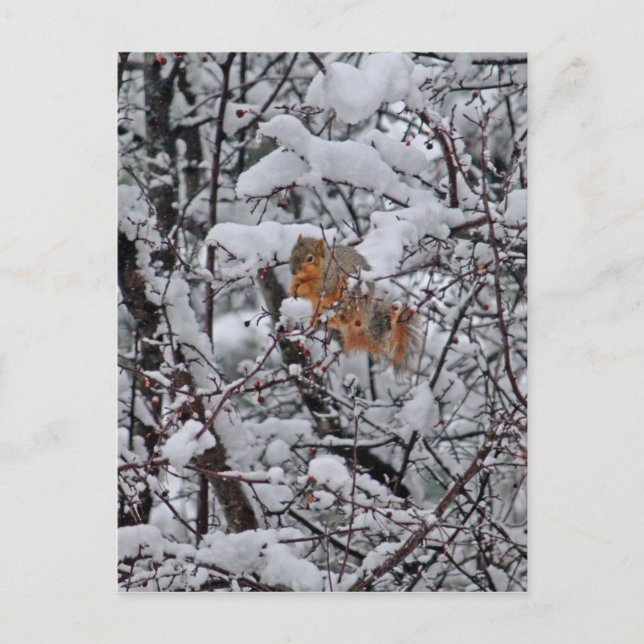 Cartão Postal Árvore de Neve de Esquilo (Frente)