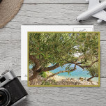 Cartão Postal Árvore de oliveira do Mar Mediterrâneo<br><div class="desc">Natureza selvagem do mar Mediterrâneo.</div>