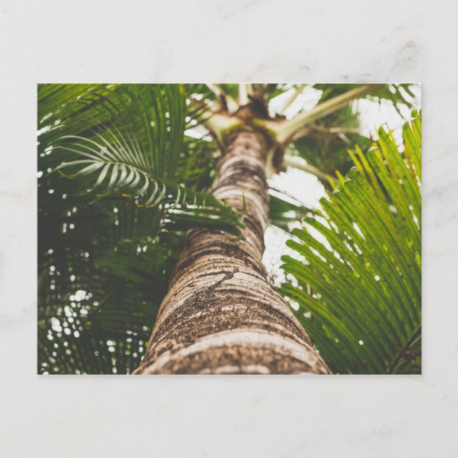 Cartão Postal Árvore de Palma Mexicana De Baixo (Frente)