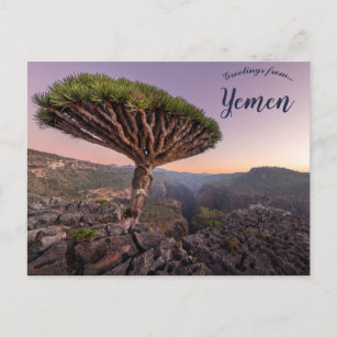 Cartão Postal Árvore de Sangue do Dragão em Socotra Iêmen