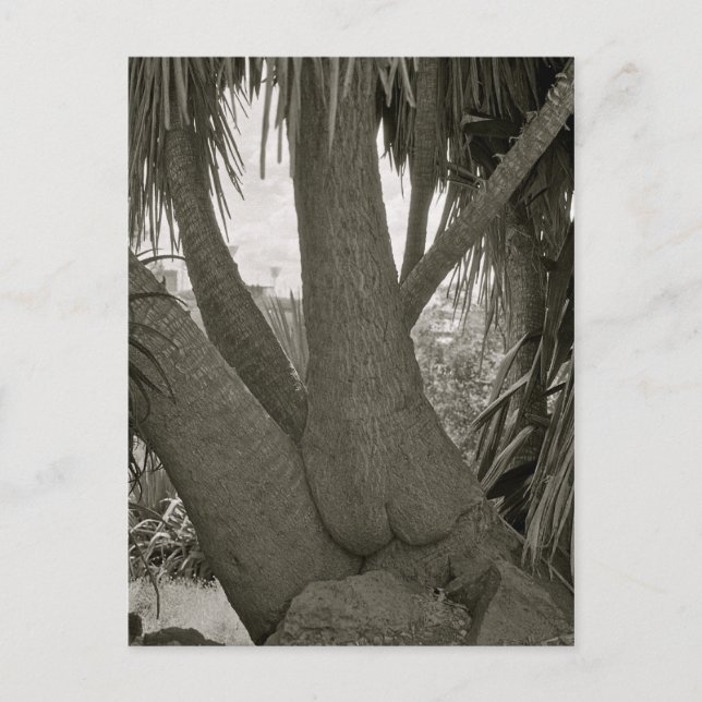 Cartão Postal Árvore de Sessão (Frente)