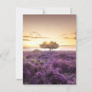 Cartão Postal Árvore de solteiro do amanhecer e urze