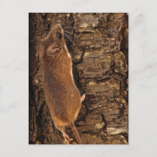 Cartão Postal Árvore de Subida do Rato