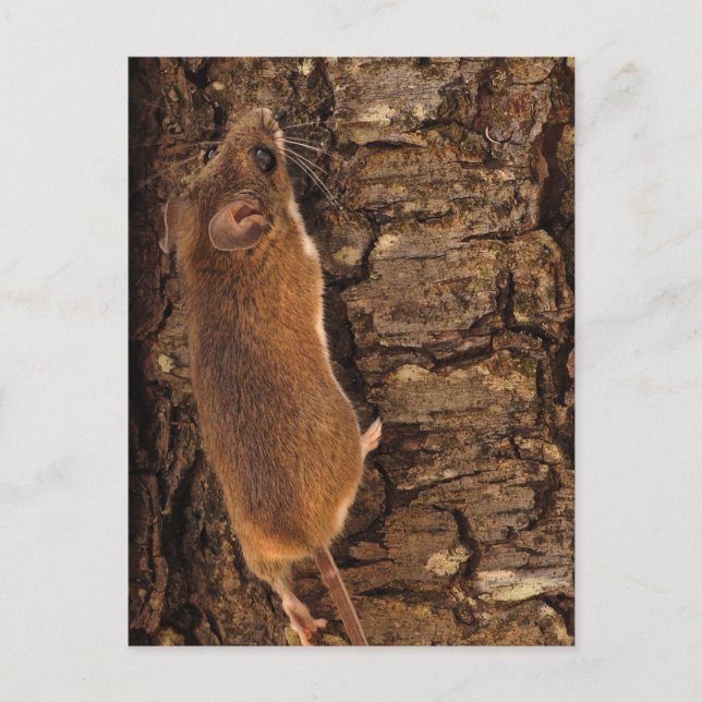Cartão Postal Árvore de Subida do Rato (Frente)