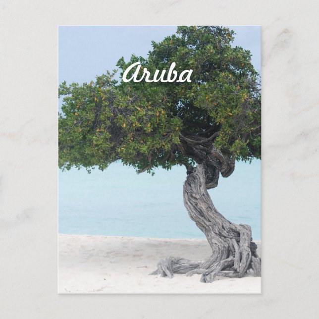 Cartão Postal Árvore Divi (Frente)