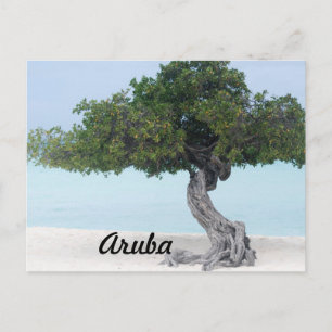 Cartão Postal Árvore Divi Divi