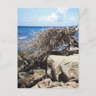 Cartão Postal Árvore Divi Divi de Aruba no Oceano