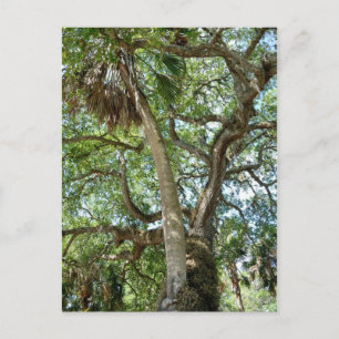 Cartão Postal Árvore do Amor Famosa Saint Augustine Fl