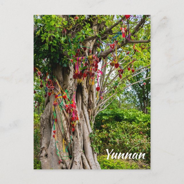 Cartão Postal Árvore do amor, Zhonghe - Yunnan, China (Frente)