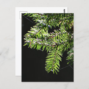 Cartão Postal Árvore-do-campo