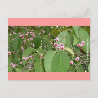 Cartão Postal Árvore do eixo (Euonymus europaeus)
