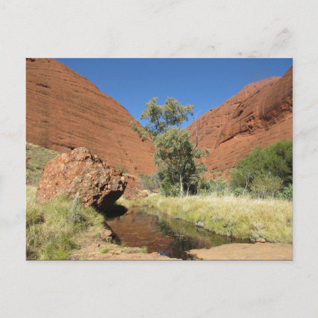 Cartão Postal árvore do kata tjuta (Frente)