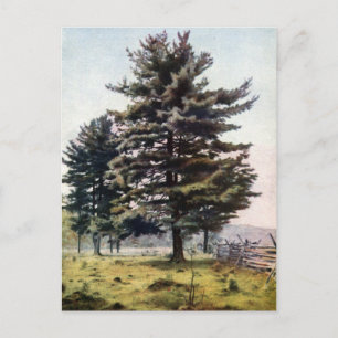 Cartão Postal Árvore do pinheiro branco majestoso