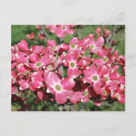 Cartão Postal Árvore Dogwood em Bloom