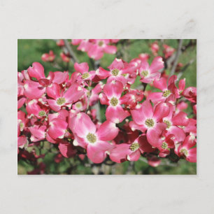Cartão Postal Árvore Dogwood em Bloom