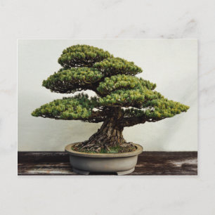 Cartão Postal Árvore dos bonsais de White Pine do japonês